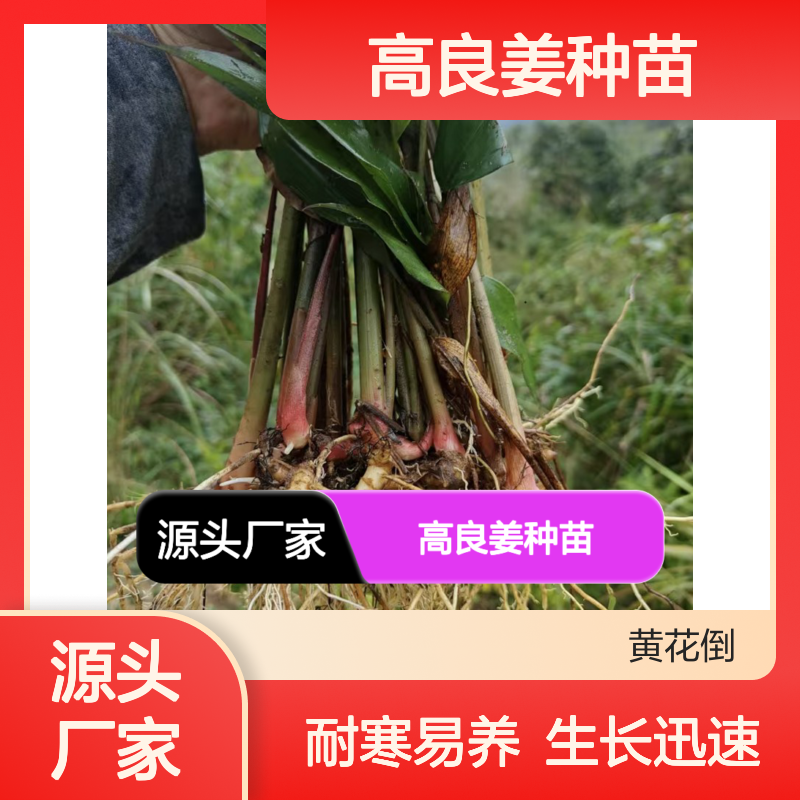 优质高良姜种苗 耐寒易养 护理简单 生长迅速 适应性强