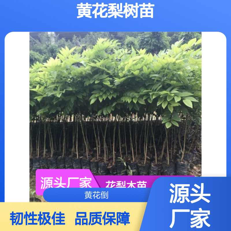 花梨木苗 批发种植 优质黄花梨树苗 色泽温润 韧性十足