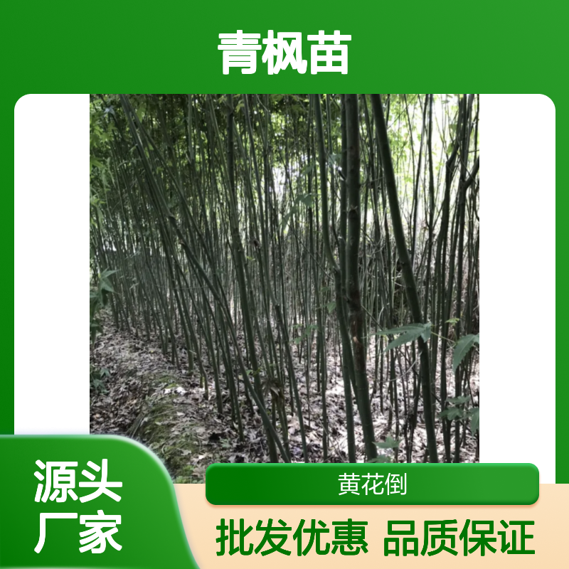 青枫苗批发 盆景雅致 园林优选 叶形美观 色艳如花