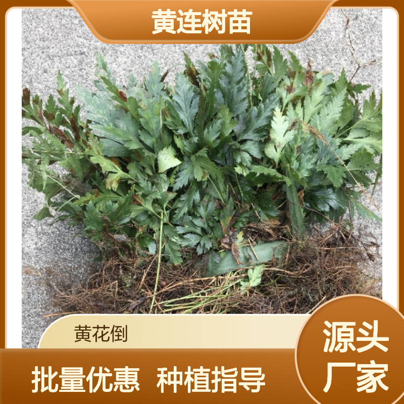 黄连树苗 粗壮秧苗 移栽易活 品质优良 生长迅速