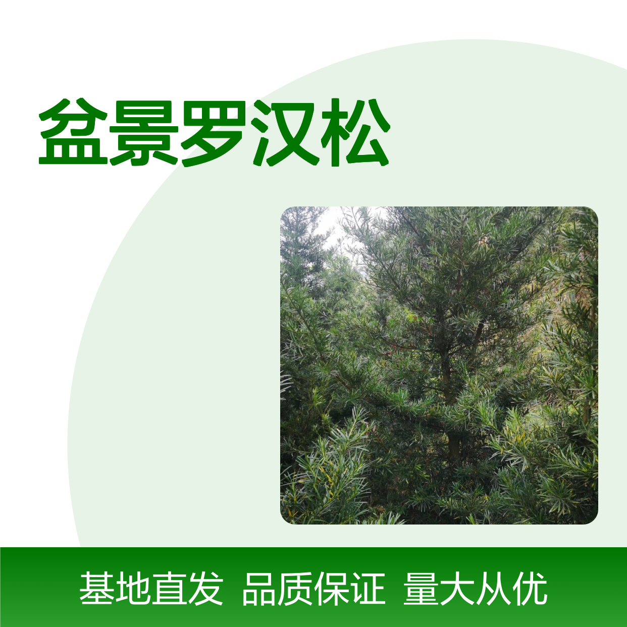 盆景罗汉松 百亩基地直供 绿意盎然 造型美观 生长旺盛