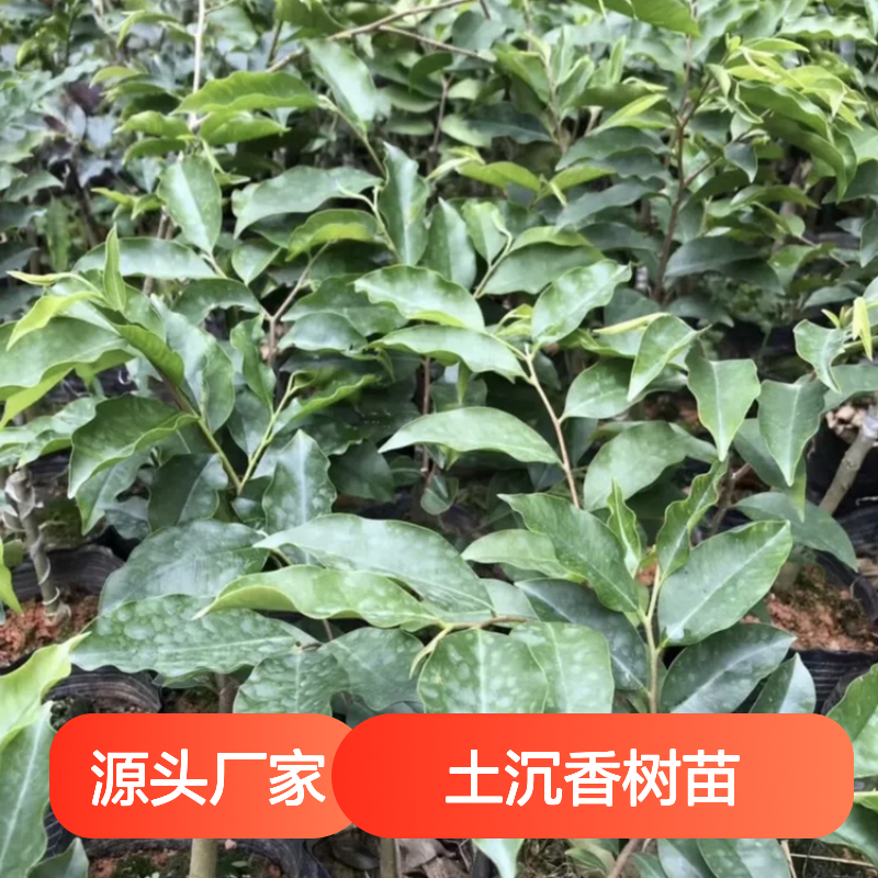 土沉香树苗 种植主产区直供 批发零售 柔韧纤维