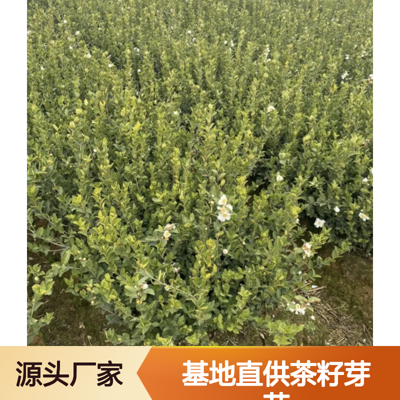 基地直供茶籽芽苗 品种齐全质量保证根系发达种植好管理