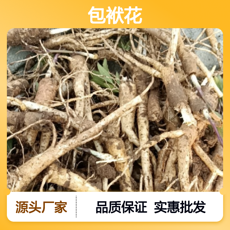 包袱花种植基地 直供优质花苗 精心培育 成活率高