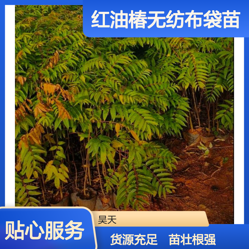 昊天园1-3年 香椿苗木 H80-200CM 红油椿无纺布袋苗