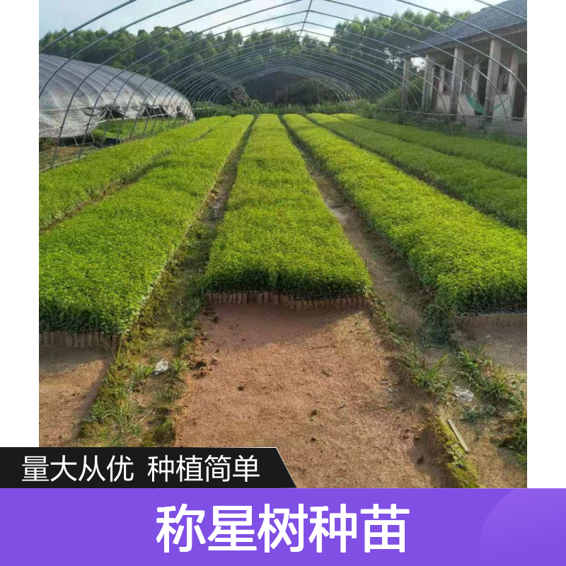 岗梅种苗 批发供应 药用价值高 品质优良 生长旺盛