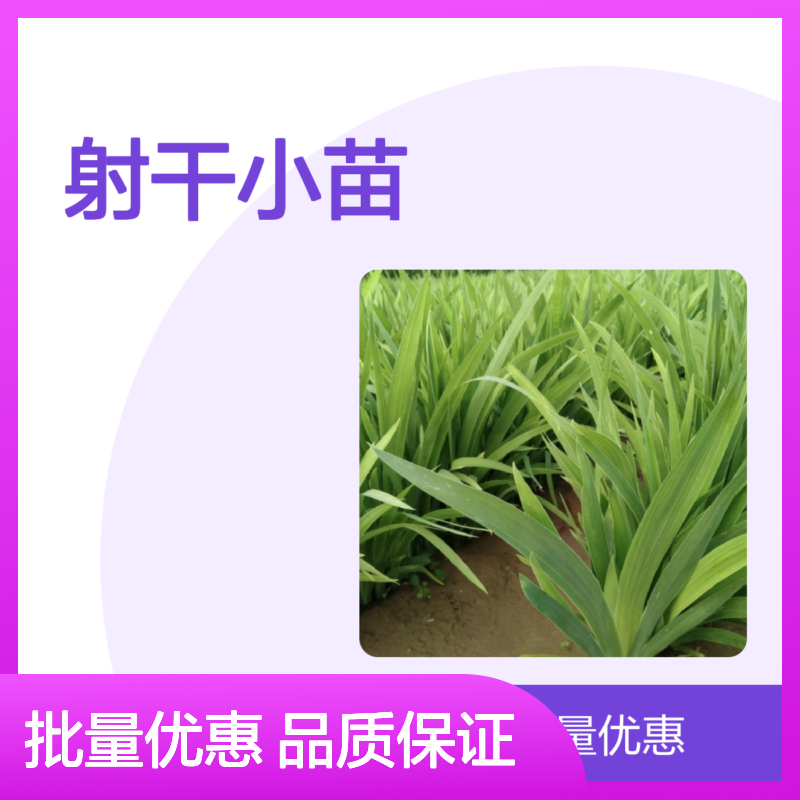 射干小苗批发 百亩种植园直供 繁殖快速 管理简单