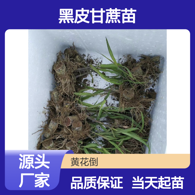 当天起苗当天发黑皮甘蔗苗 苗圃产地直供品质保证种植技术分享