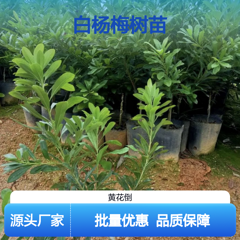 白杨梅树苗 丰产易栽培 抗风耐肥 经济寿命长 适应性强