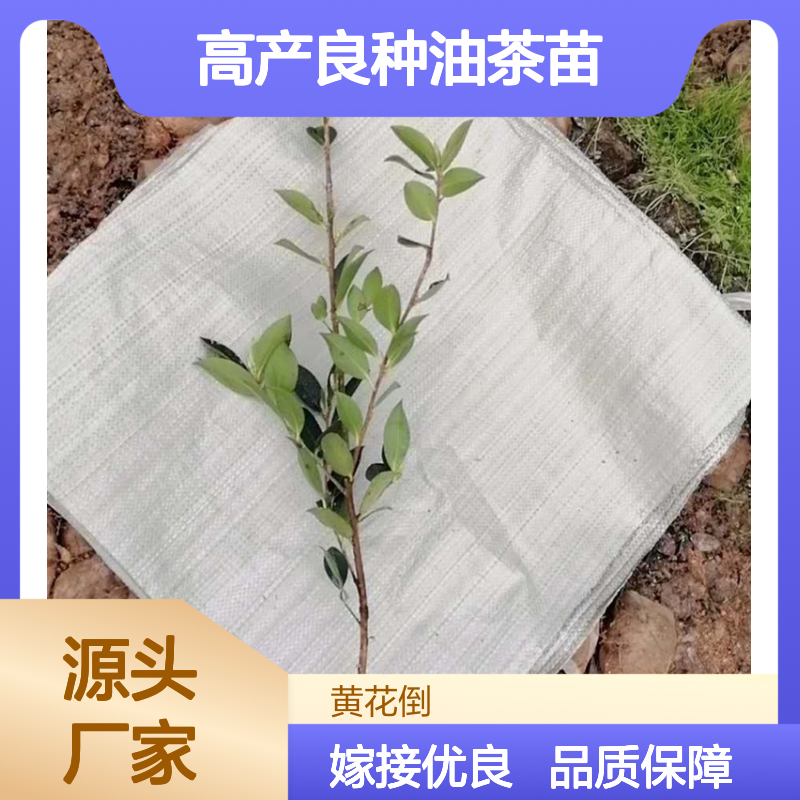 高产良种油茶苗 嫁接苗果大皮薄 营养丰富 供不应求