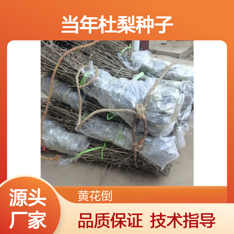新采收当年杜梨种子 苗木合作社自营免费技术指导