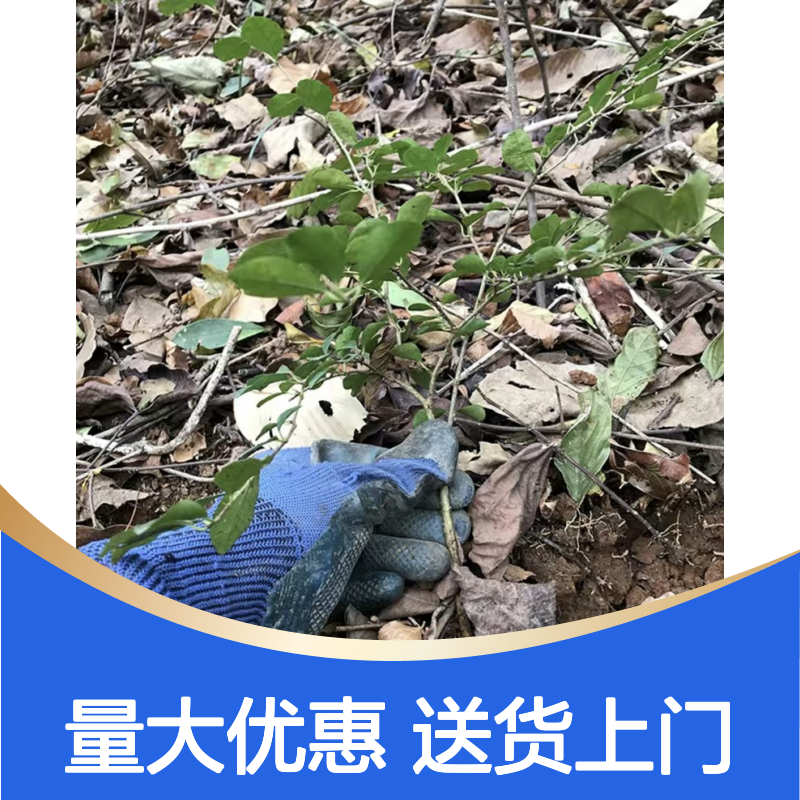 鸟不踏种苗 专线车直达 顽强小乔木 枝丫繁茂 尖刺锋利