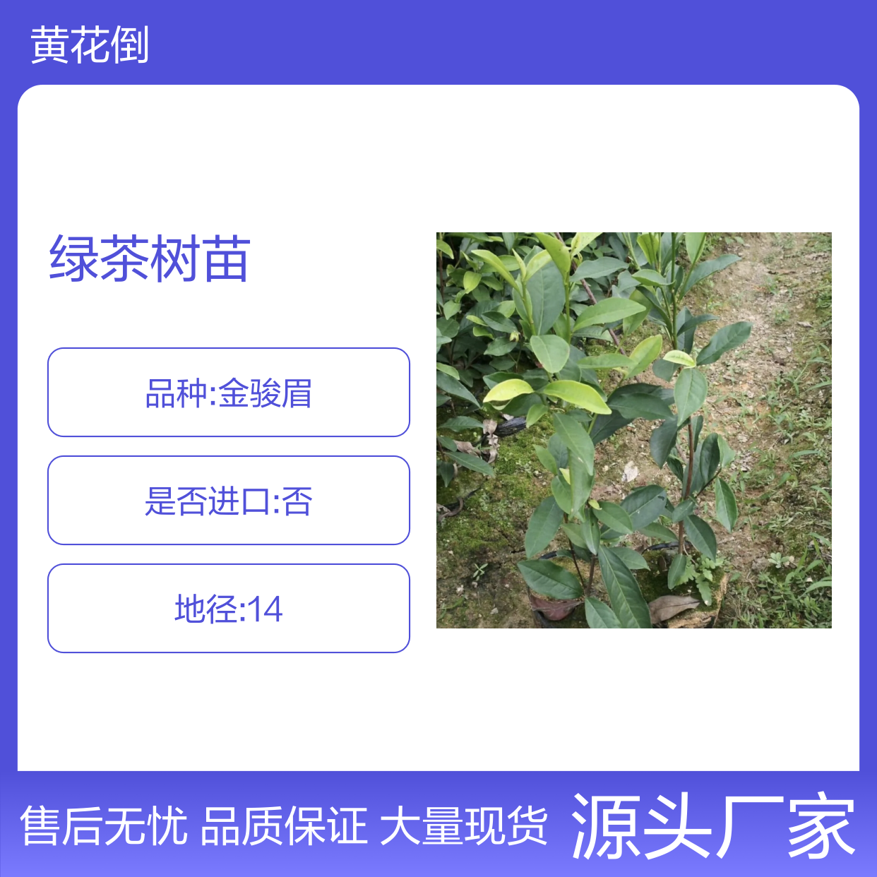 批发绿茶树苗 园林优选 品种纯正 百亩产区 易于成活