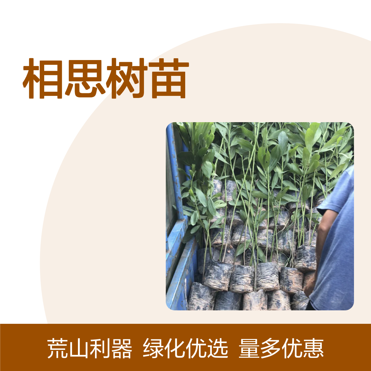 相思树苗 常绿乔木 荒山造林优选 生长迅速 耐干旱强
