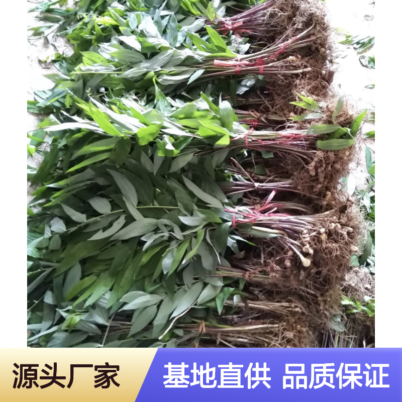 不倒黄精种植主产区 批发不倒黄精苗 不倒黄精苗基地