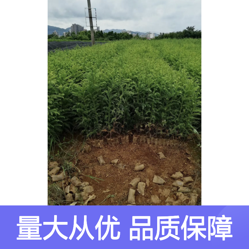 批发柳杉树苗 园林绿化优选树种 生长迅速 观赏性强