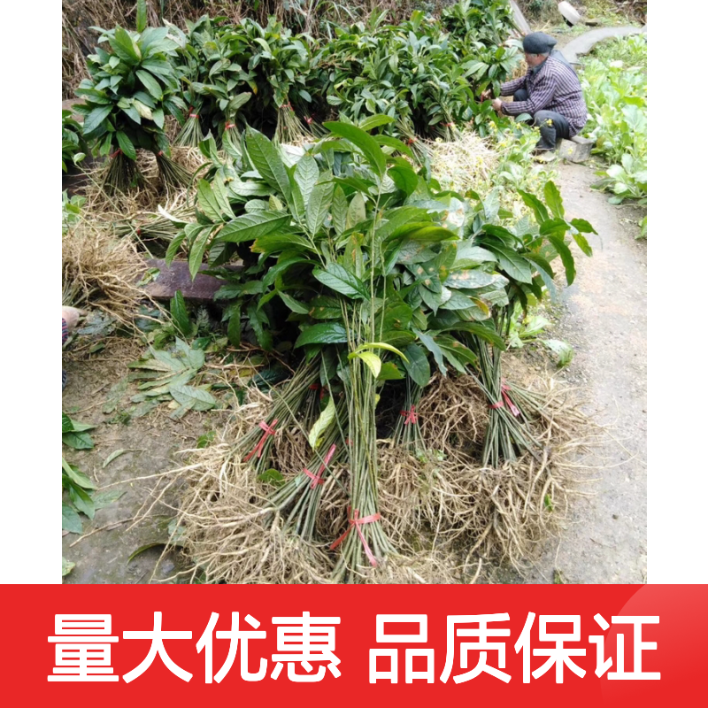 黄花大远志种苗 观赏药用兼备 婀娜多姿 空气流通