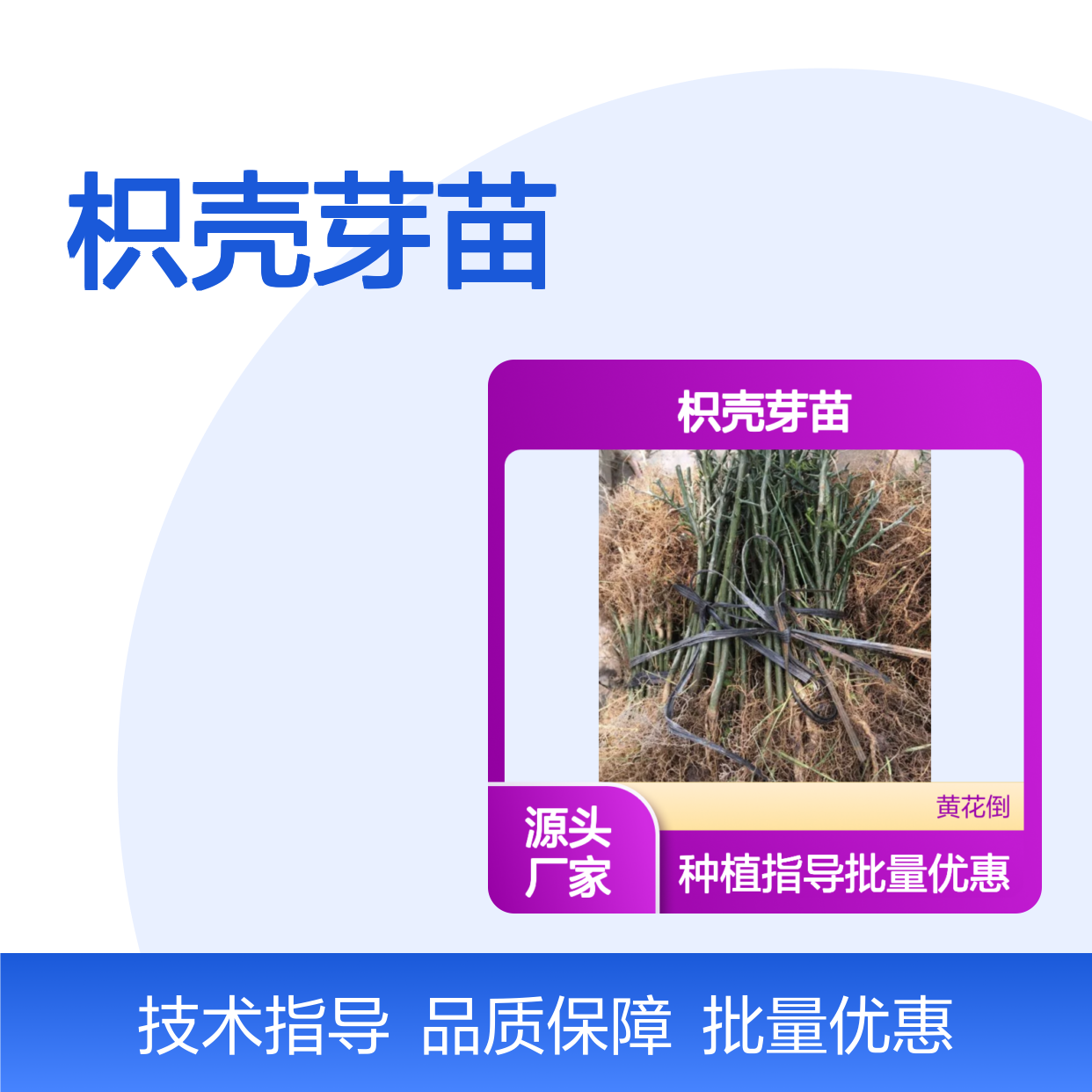 枳壳芽苗 批发供应 果园优选 阳光充足 生长旺盛