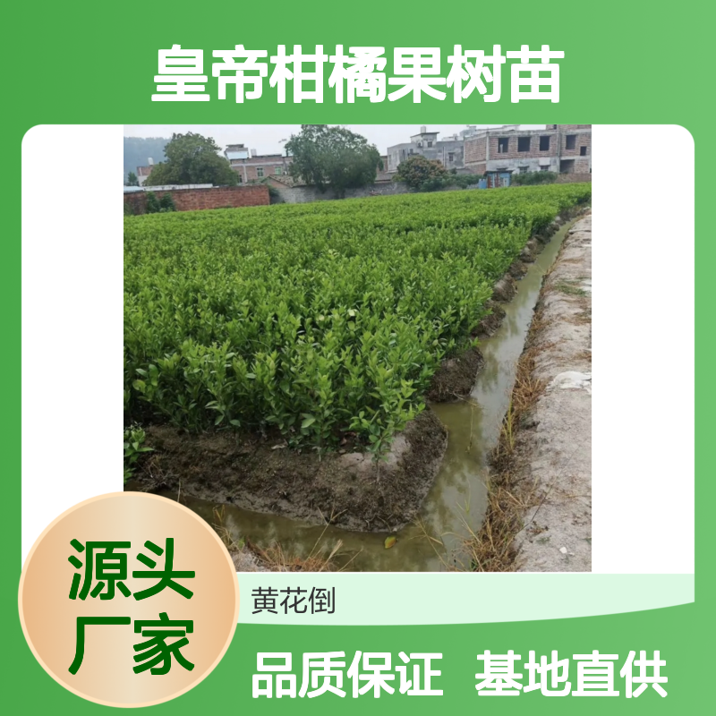 皇帝柑果树苗 基地直供 批发优选 皮薄多汁 风味独特