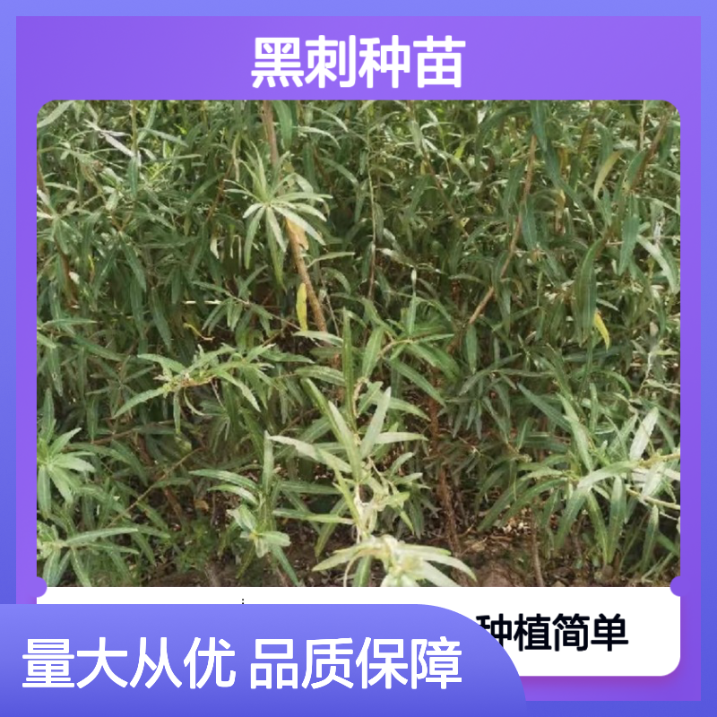黑刺种苗 根系发达 种植简单 品种多样 生长健壮