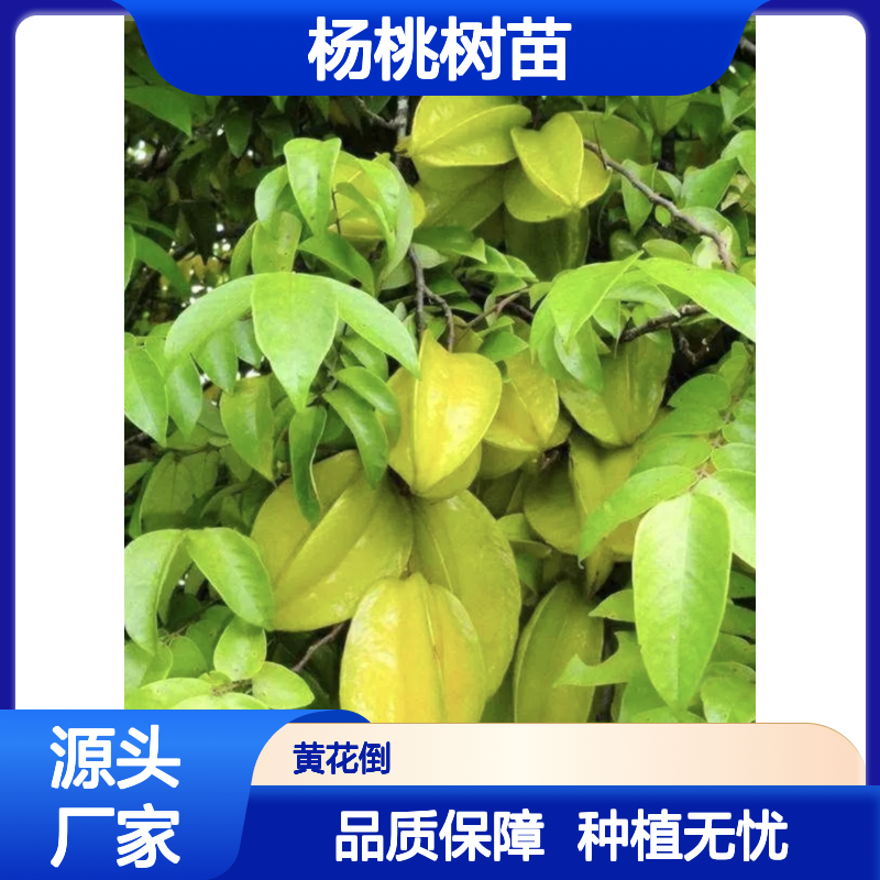 杨桃树苗 批发种植 主产区直供 易于养护 抗病性强