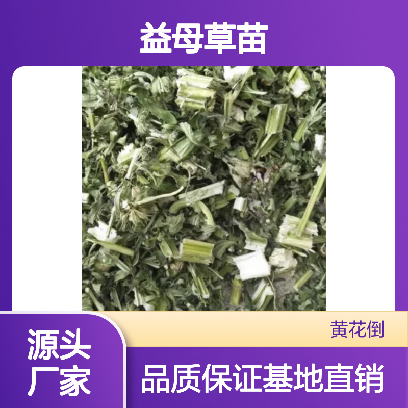 益母草苗百亩基地 直播种植技术 品质优良 供应稳定