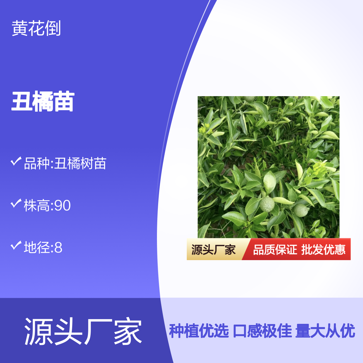 丑橘苗基地直供 果树种植优选 清脆化渣 糖度极高