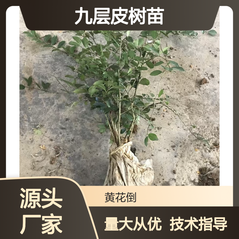 基地直供九层皮树苗 包教种植技术 品质纯正 根系发达