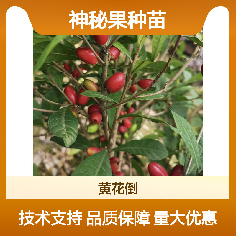 神秘果种苗 基地直供 优质培育 高生根率 技术成熟