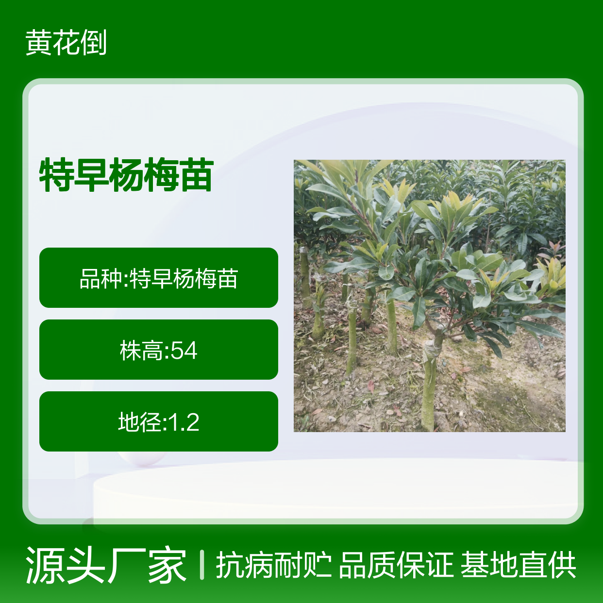 特早杨梅苗 华东地区优选品种 树冠高大 果实饱满