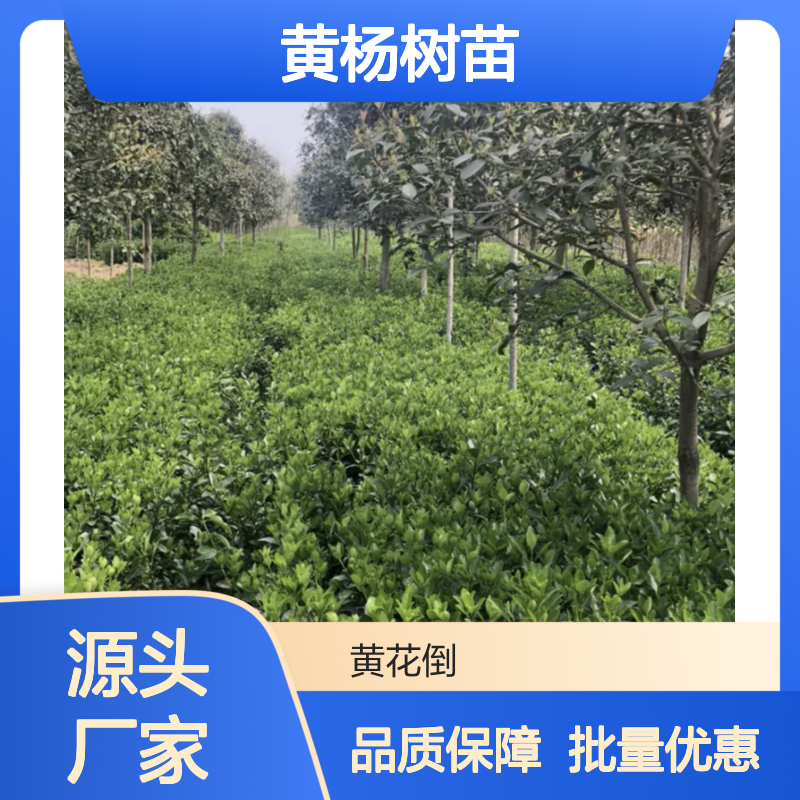 黄杨百亩种植园 优质黄杨树苗 批发供应 自然生长