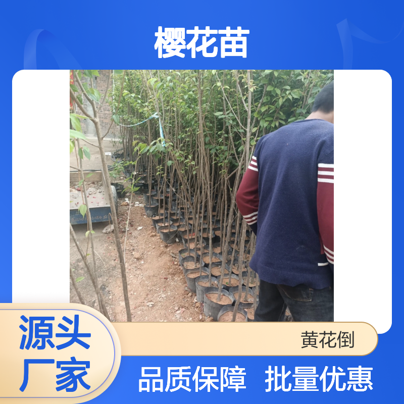 樱花苗批发 园林植物常绿乔木 品种纯正 生长旺盛