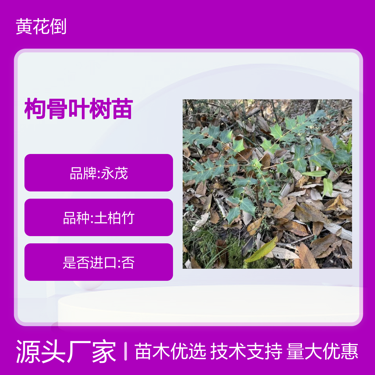 枸骨叶树苗 产地批发 扦插繁殖 生长迅速 成活率高