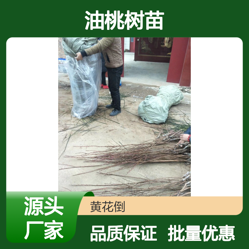 油桃树苗 批发供应 果园优选 品种纯正 栽培简单
