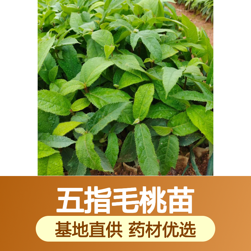 五指毛桃苗 中药材种植 基地直供批发 生长迅速