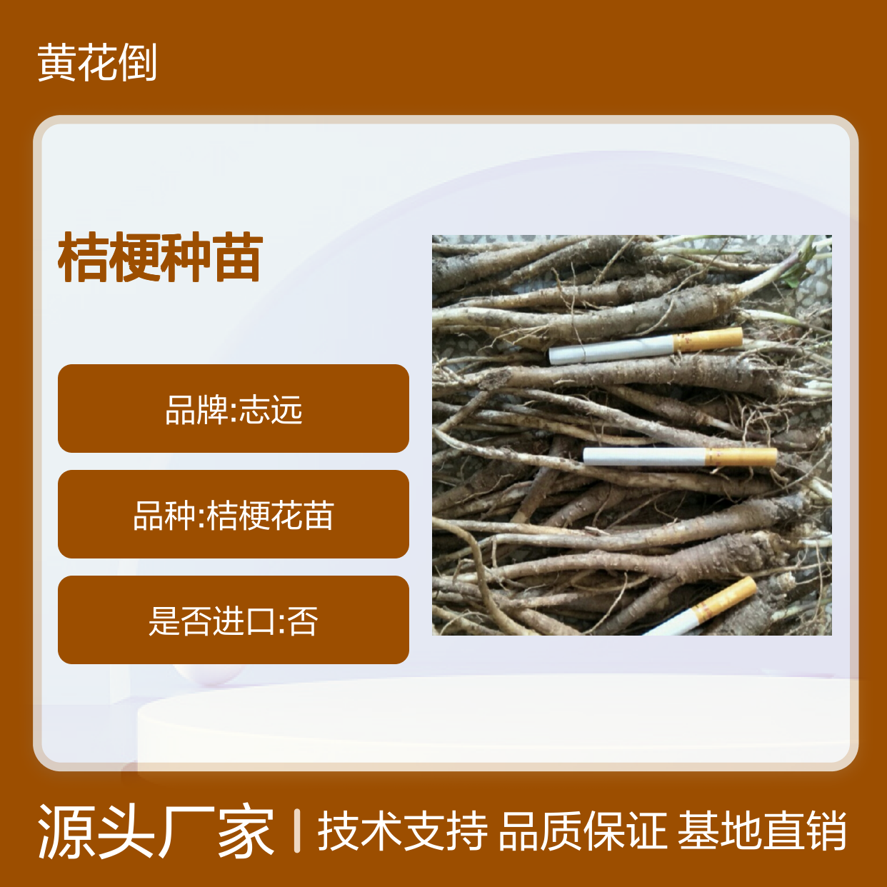 桔梗百亩种植园 优质桔梗种苗 基地直供 出芽率高