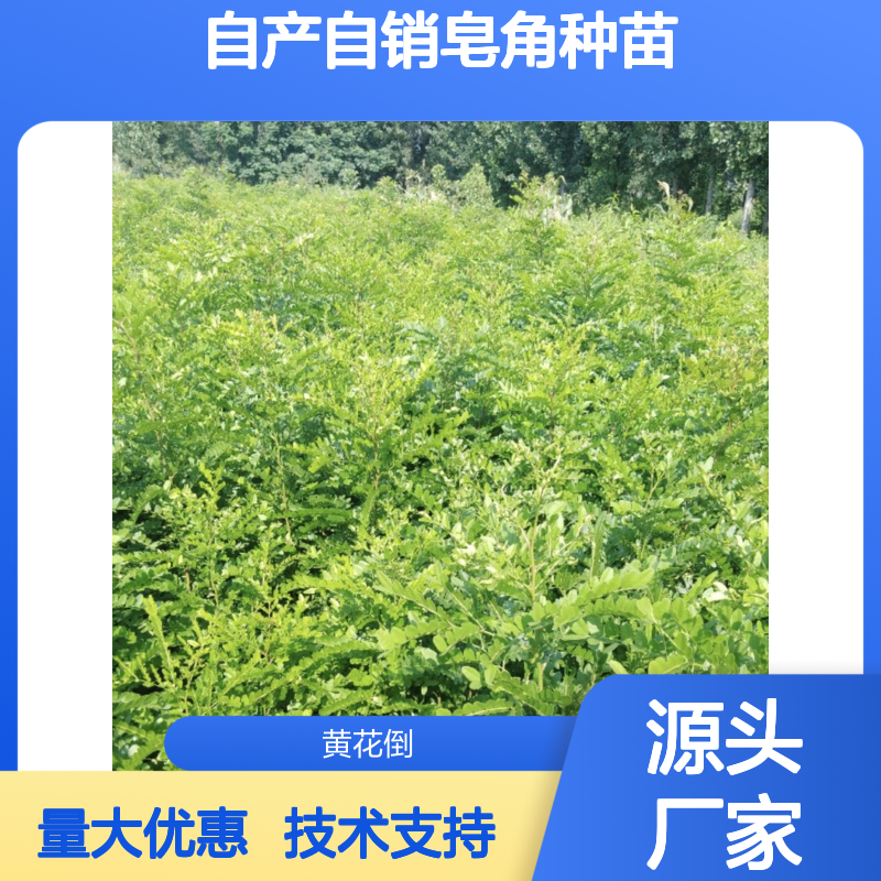 自产自销皂角种苗 当年可长1米高 适应性强 易于栽培