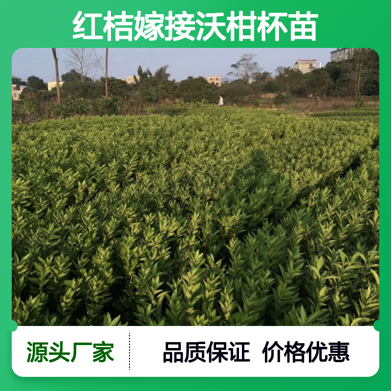 红桔嫁接沃柑杯苗 晚熟杂交品种 长势旺盛 挂果力强