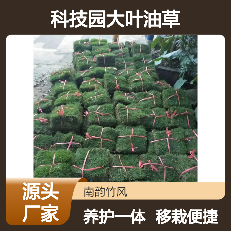 科技园大叶油草 施工养护一体化 草皮批发 移栽便捷