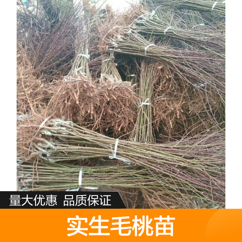 实生毛桃苗 园林观赏经济树种 绿化优选 耐寒耐旱