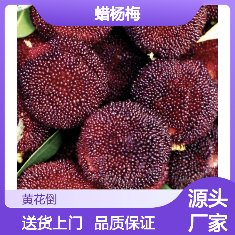 白蜡杨梅直生苗 专线直达全国 果大核小 肉软汁多