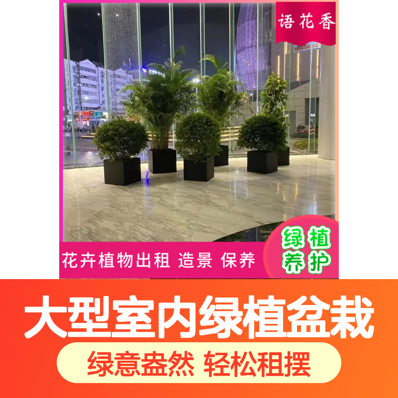 大型室内绿植盆栽 万年青红掌组合 办公场所造景优选