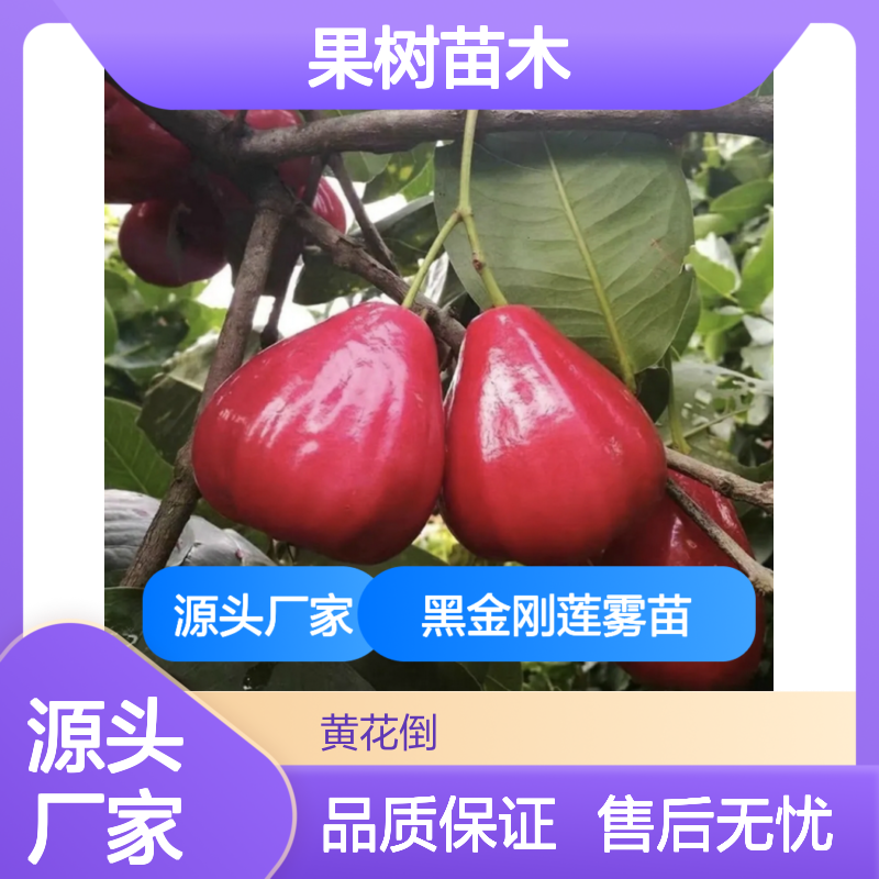 黑金刚莲雾苗 基地直供 果树苗木 高成活率 四季可栽