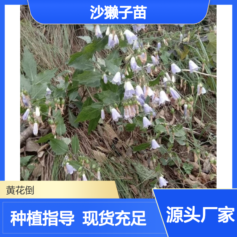 沙獭子苗 种植技术分享 多年生草本 产地直供 品质保证