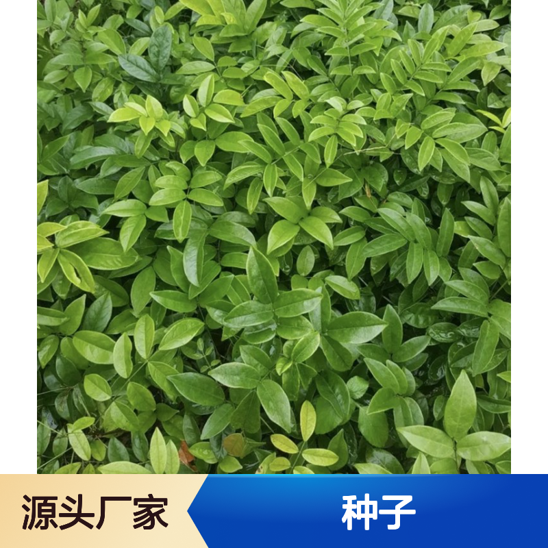 新采收当年中叶牛大力种子 苗木合作社自营免费技术指导