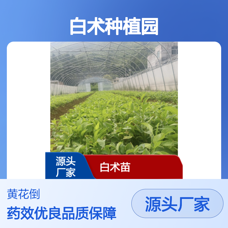 白术种植园 优质白术苗 易移栽高成活