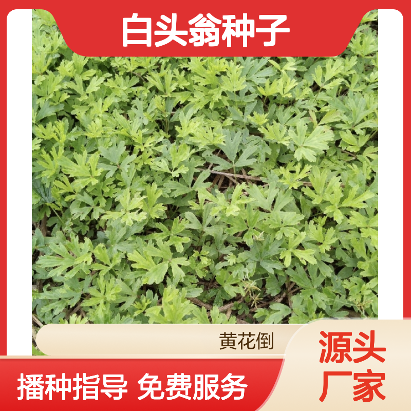 当年新采白头翁种子 自营基地直供技术指导 出芽率高