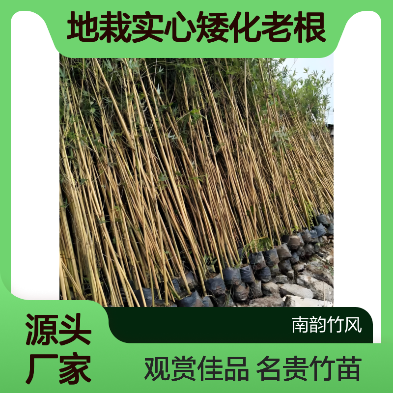 金丝竹名贵竹子苗带土庭院观赏盆栽地栽实心矮化老根批发 南韵竹风