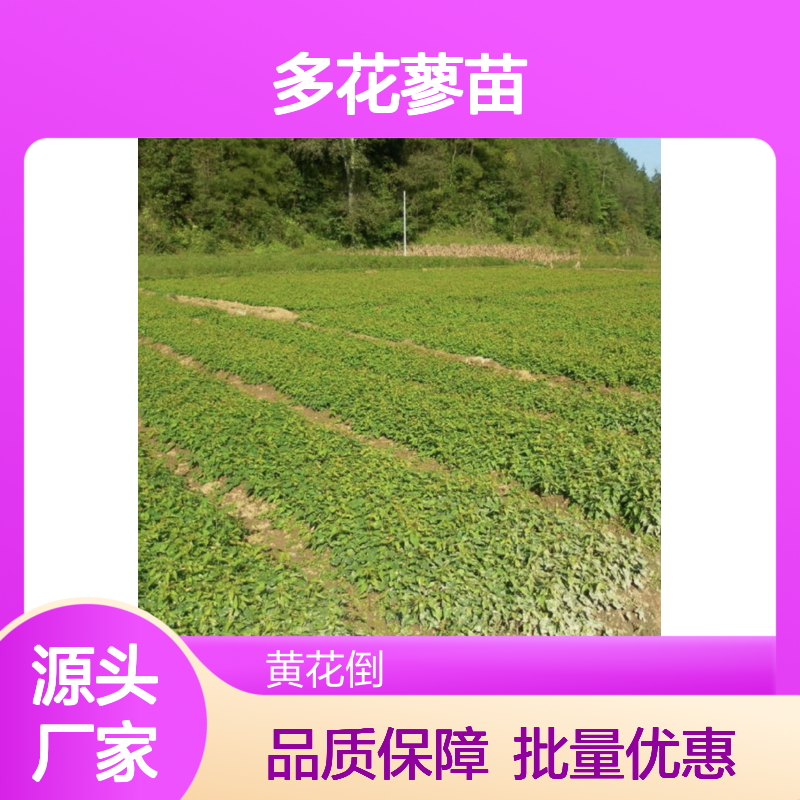 多花蓼苗种植基地 直供优质多花蓼 成活率高 生长旺盛