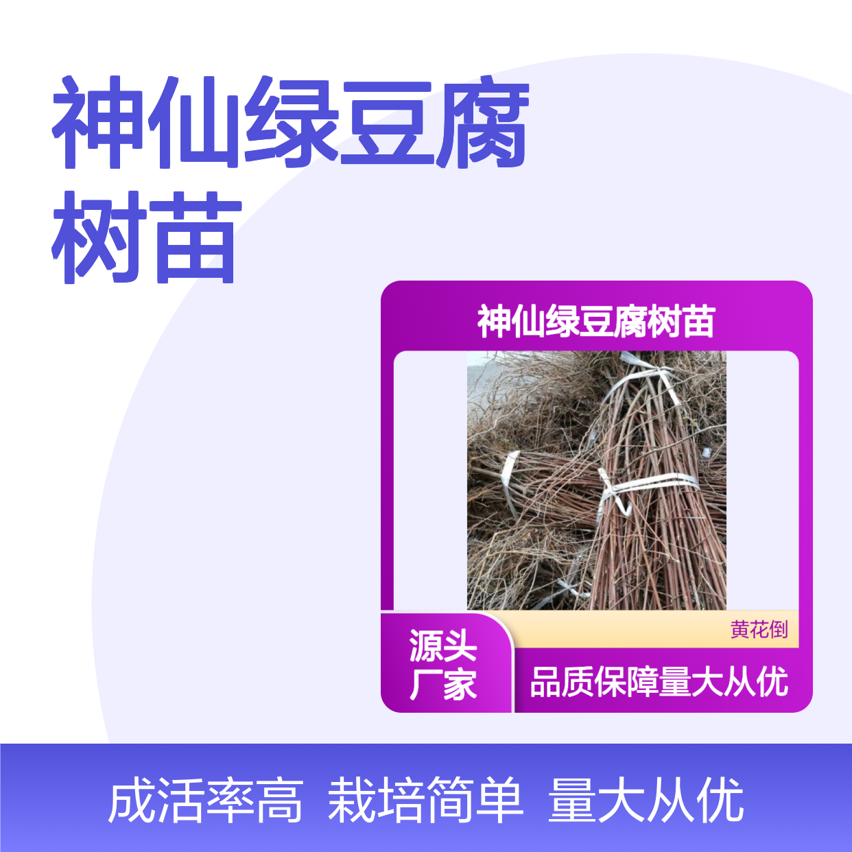 产地一手货源神仙绿豆腐树苗 送货上门包邮欢迎来电洽谈经验分享